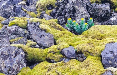Basaltbrocken und Vegetation im Lavafeld Háarhaun, Halbinsel Snæfellsnes, Island/ Iceland, Europa 