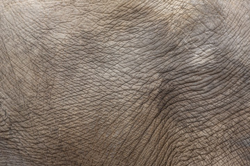 Obraz premium Elephant skin texture