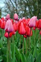 Pretty pink tulip garden
