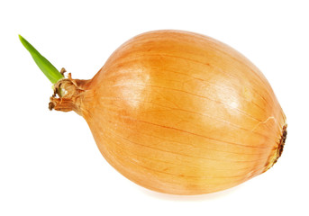 Yellow onion with green sprout on a white background