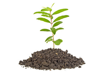 Young plant tree growing seedling in soil isolated on white background