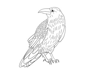 Hand-drawn black crow. Raven, bird sketch, vector illustration.