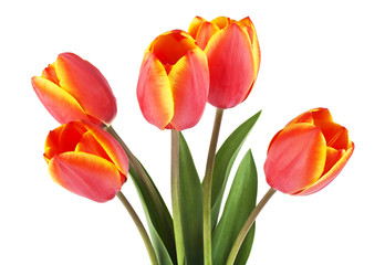 Spring bouquet. Tulips on a white background.