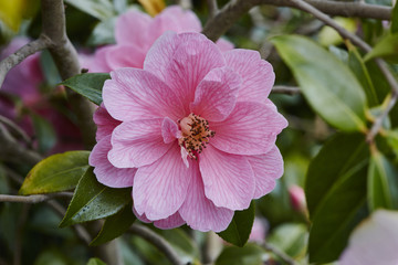 Camellia.