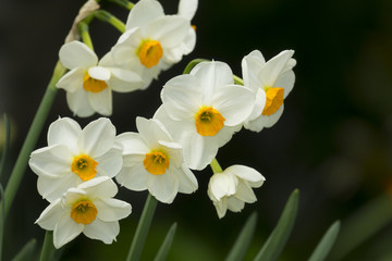 Naklejka na ściany i meble spring daffodils in the garden
