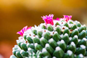 Beautiful Cactus 