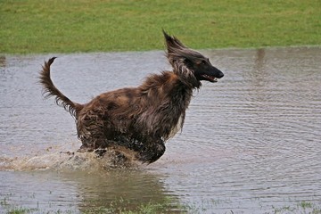 afghanischer windhund hat spaß im wasser