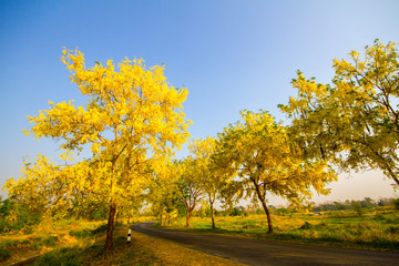 Naklejka premium Golden Shower tree in summer Thailand