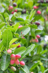 Obraz na płótnie Canvas Karanda fruits is herbal from nature for good health.