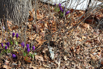 Leaves with purple crocus in spring
