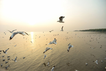 flying seagull and sunset