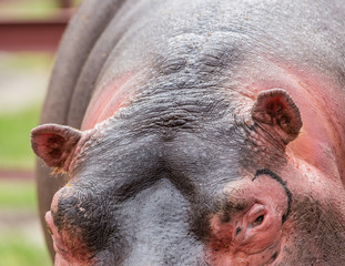 Hippopotamus, hippo skin