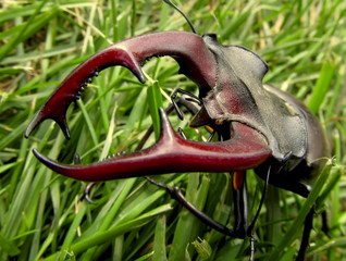 rhinoceros beetle on a leaf closeup