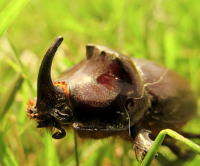 rhinoceros beetle on a leaf closeup