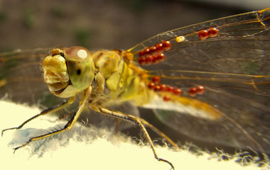 dragonfly on leaf closeup
