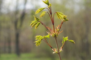 beautiful bud
