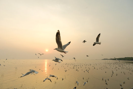 Flying Seagull And Sunset