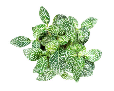Ornamental plant, Fittonia, Nerve plant or Mosaic plant  in plastic pot isolated on white background, clipping path included