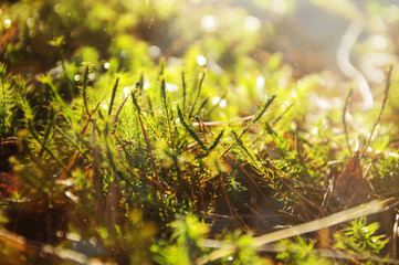 it is unclear plants