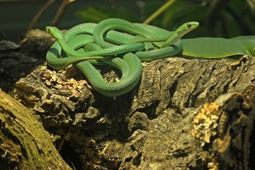 Obraz premium Zwei männliche Raue Grasnattern (Opheodrys aestivus) 