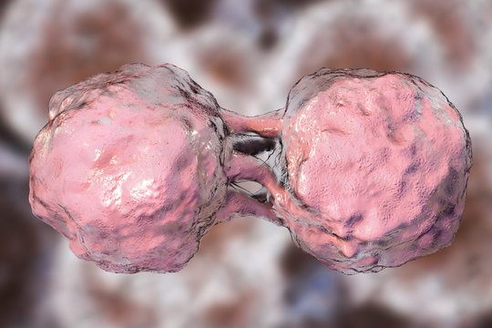 Dividing stem cells, 3D illustration. Research background