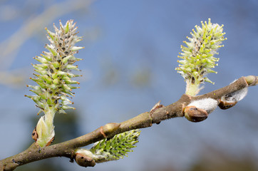 weibliche Weidenkätzchen