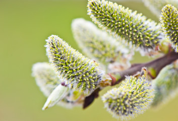 willow blossoms in spring sunny day, close up