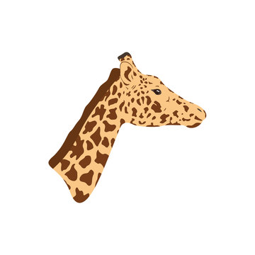 Head of Giraffe