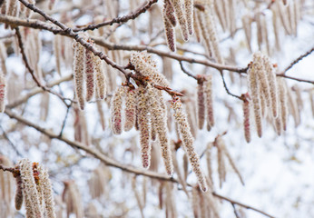 catkins on aspen in spring day