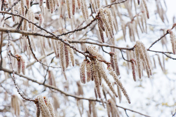 catkins on aspen in spring day