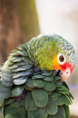 Parrot portrait of bird. Wildlife scene from tropic nature.