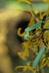 Raue Grasnatter (Opheodrys aestivus) auf Orchidee
