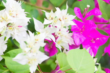 white bougainvillea flowers on a background of blue sky