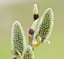 Naklejka premium willow blossoms in spring sunny day, close up