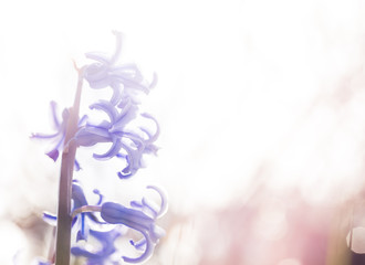 Obraz na płótnie Canvas vår bakgrund lila hyasint i näbild med utrymme för egen text