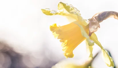 Crédence de cuisine en verre imprimé Narcisse banner med en påsklilja i motljus