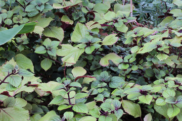 Background texture of leaves in green and purple
