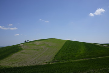 minimal tree in countryside
