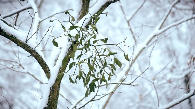 Mistletoe on tree branch outdoors in winter covered with snow with snowfall in a forest or park. Scenic winter video.