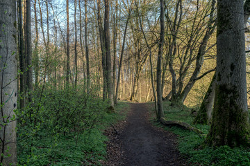 Fototapeta premium morgens im wald, frühlingserwachen