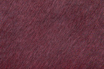 Animal pony skin close-up