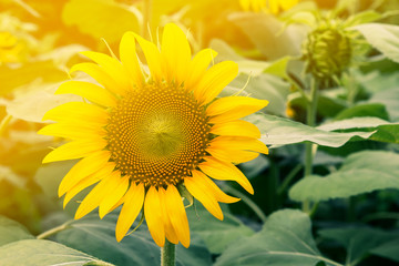 Fototapeta premium Sunflower with sun light in the field at morning time, close-up flower