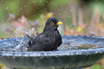 Obraz premium Close up of a male Blackbird enjoying a wash in a bird bath