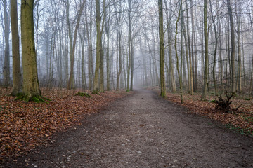 Fototapeta premium bodennebel im Frühling im Wald