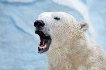 Полярный медведь зевает.
