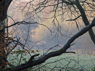 Dixies in December collection