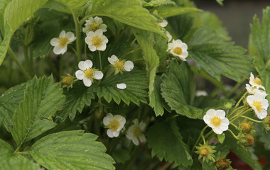 Rain drops on the leaves. Close-up