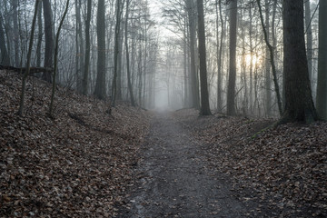 Morgenerwachen im Wald bei Nebel