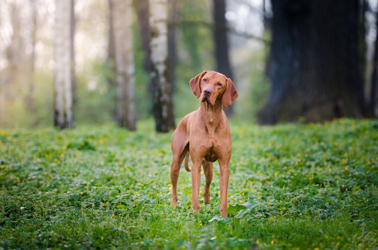 Hungarian pointer hound dog in the forrest 
