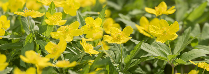 Anemone ranunculoides - spring wildflowers